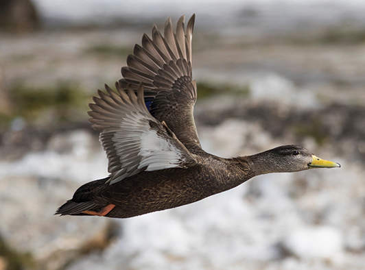 American Black Duck American Black Duck