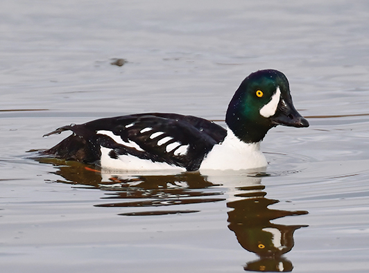 Barrow's Goldeneye Barrow's Goldeneye