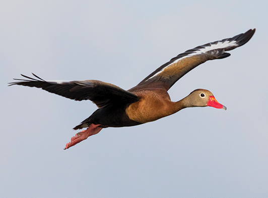 Black Bellied Whistling Duck Black Bellied Whistling Duck