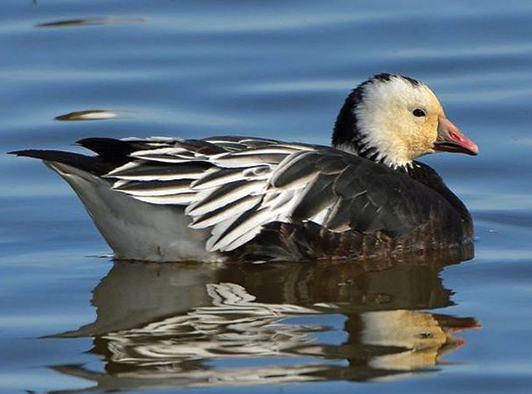 Blue Phase Ross's Goose Blue Phase Ross's Goose