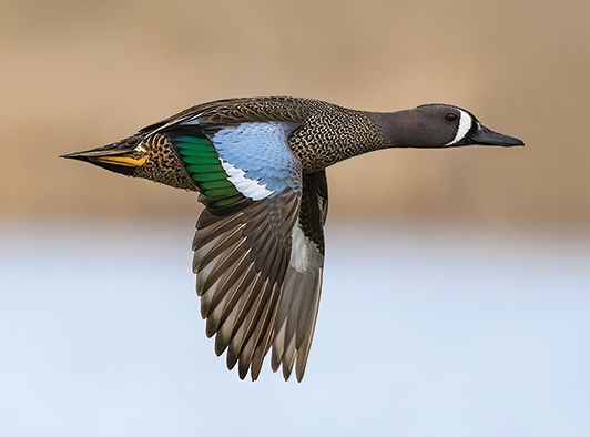 Blue-Winged Teal Blue-Winged Teal