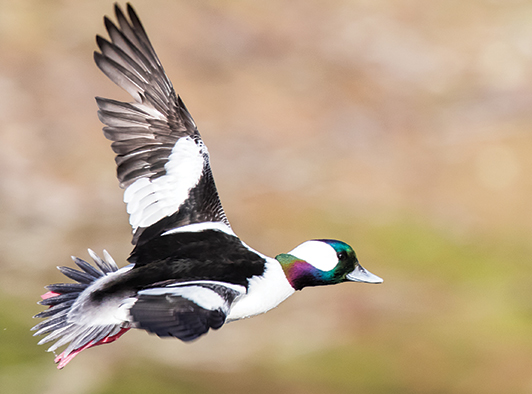 Bufflehead Bufflehead