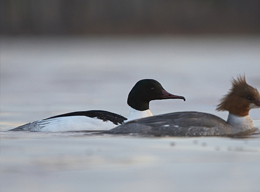 Common Merganser Common Merganser