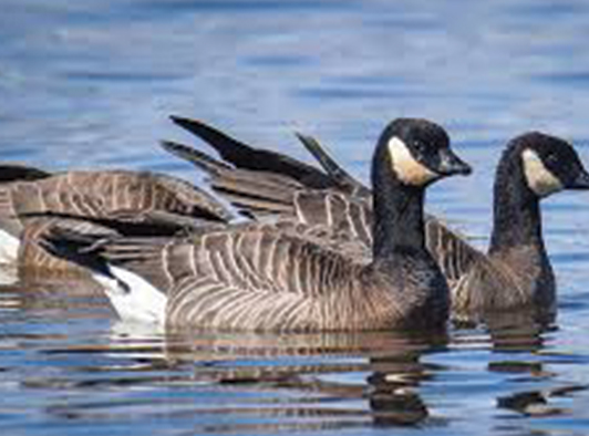 Dusky Canadian Goose Dusky Canadian Goose
