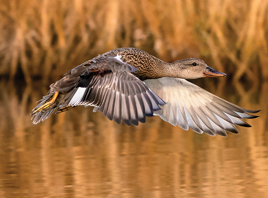Gadwall Gadwall