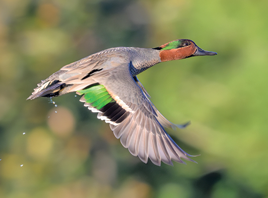 Green-Winged Teal Green-Winged Teal