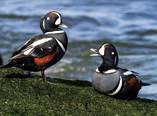 Harlequin Duck Harlequin Duck