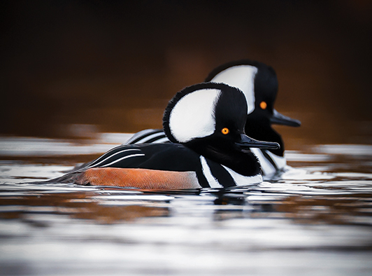 Hooded Merganser Hooded Merganser