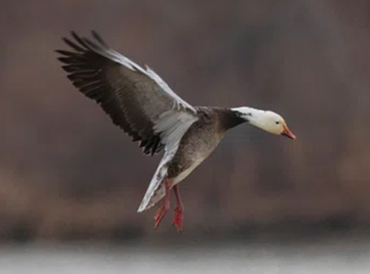 Lesser Blue Goose Lesser Blue Goose