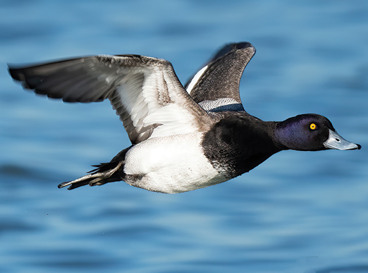Lesser Scaup Lesser Scaup