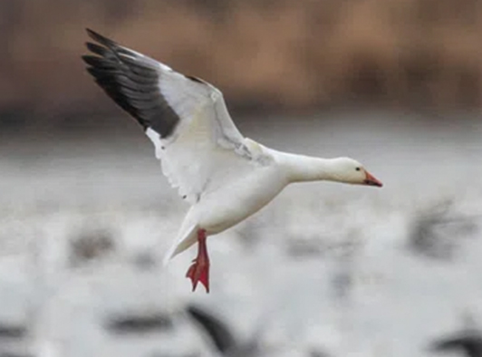 Lesser Snow Goose Lesser Snow Goose