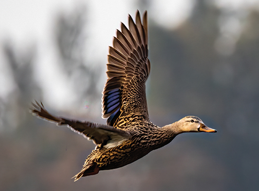 Mottled Duck Mottled Duck