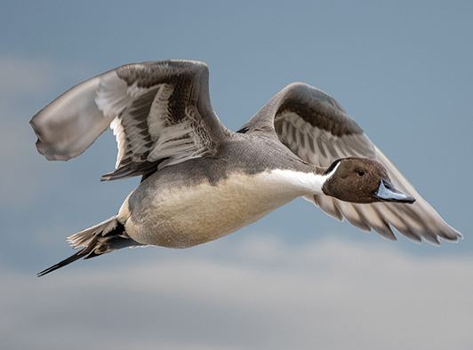 Nothern Pintail Nothern Pintail