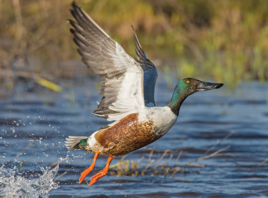 Northern Shoveler Northern Shoveler