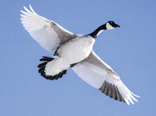 Quill Lakes Canadian Goose Quill Lakes Canadian Goose