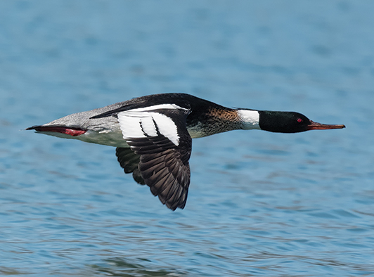 Red-Breasted Merganser Red-Breasted Merganser
