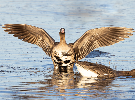 Specklebelly Goose Specklebelly Goose