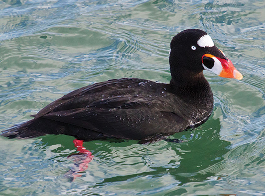 Surf Scoter Surf Scoter