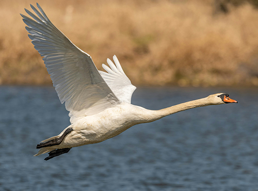 Tundra Swan Tundra Swan