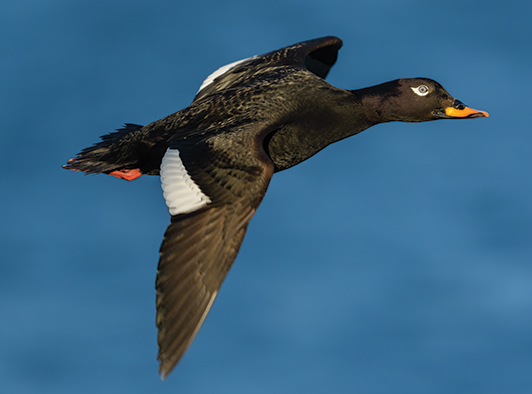 White Winged Scoter White Winged Scoter
